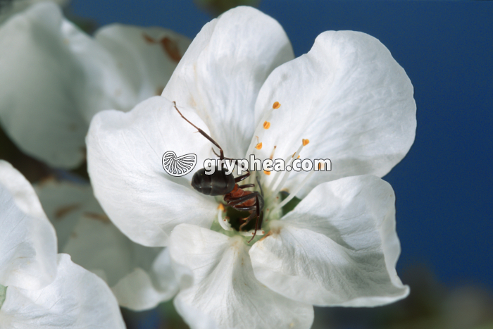 Fourmi rousse à la recherche de nectar sur une fleur de Merisier (Formica rufa) - gryphea.com
